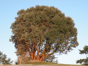 Fort Worden